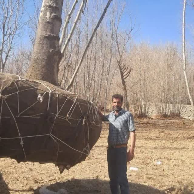 درختان چنار غول پیکر