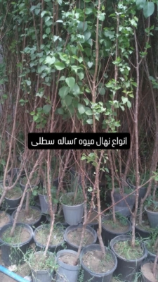 ارسال به سراسر کشور